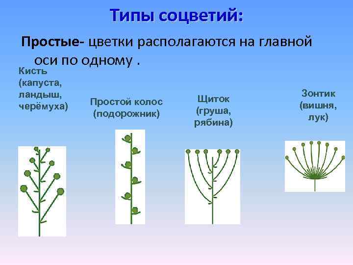 Типы соцветий: Простые- цветки располагаются на главной оси по одному. Кисть (капуста, ландыш, черёмуха)