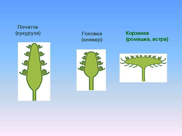 Початок (кукуруза) Головка (клевер) Корзинка (ромашка, астра) 