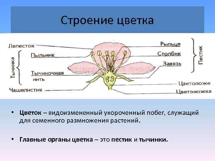 Строение цветка • Цветок – видоизмененный укороченный побег, служащий для семенного размножения растений. •