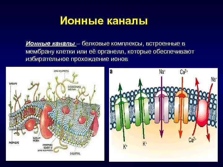 Ионные каналы – белковые комплексы, встроенные в мембрану клетки или её органелл, которые обеспечивают