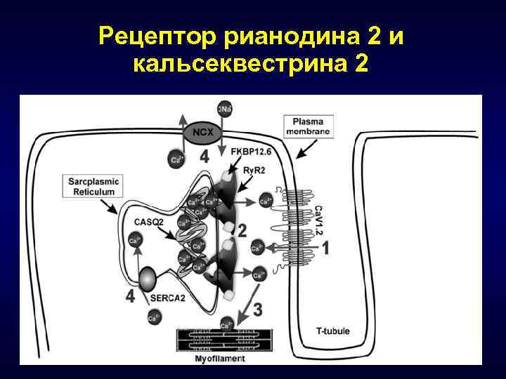 Рецептор рианодина 2 и кальсеквестрина 2 