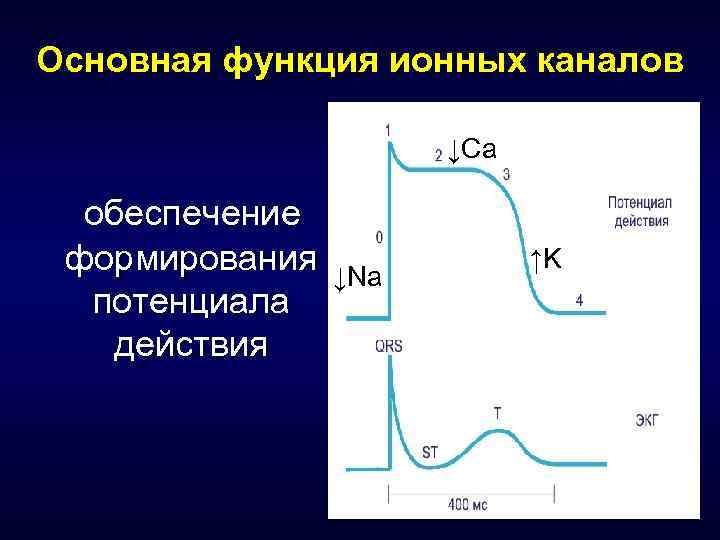 Основная функция ионных каналов ↓Ca обеспечение формирования ↓Na потенциала действия ↑K 