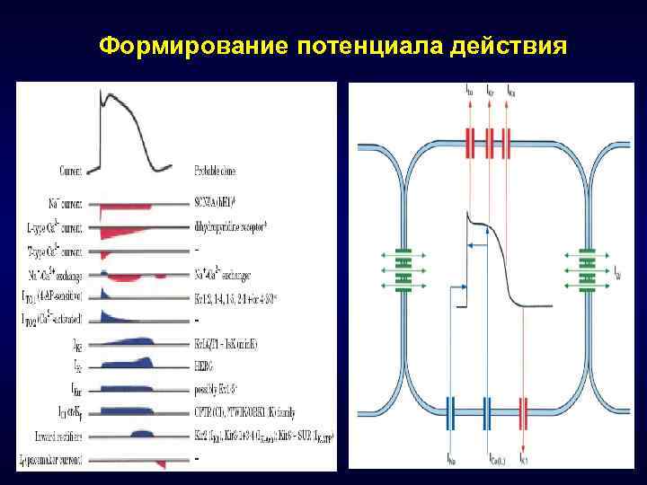 Формирование потенциала действия 