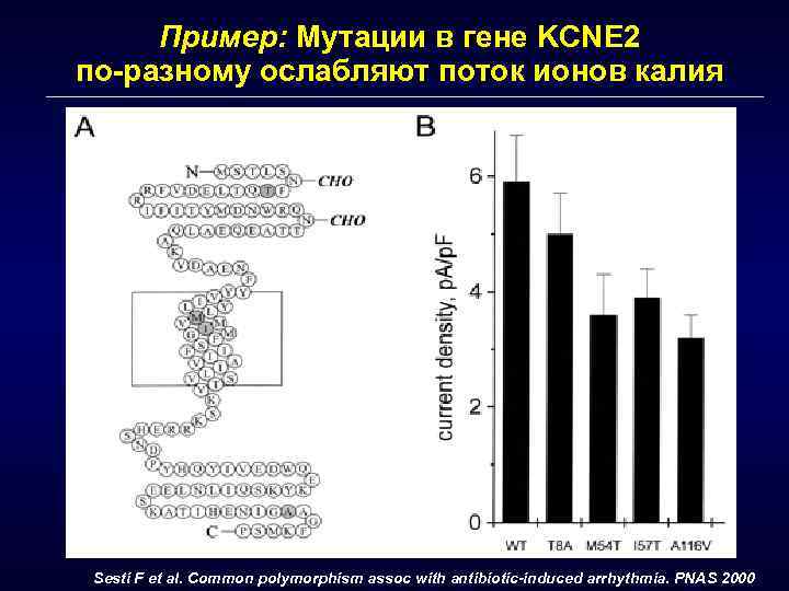 Пример: Мутации в гене KCNE 2 по-разному ослабляют поток ионов калия Sesti F et