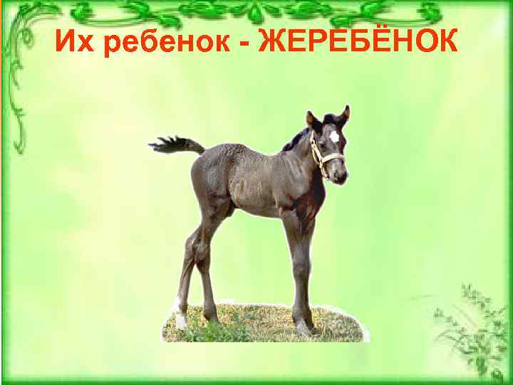 Их ребенок - ЖЕРЕБЁНОК 