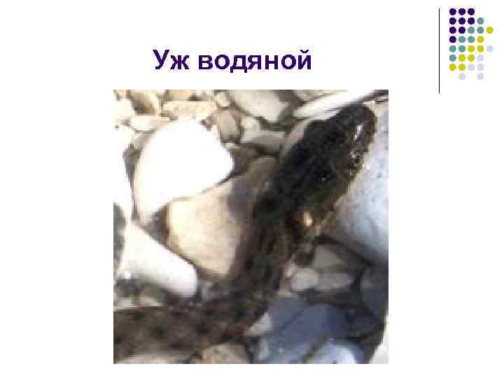 Уж водяной 