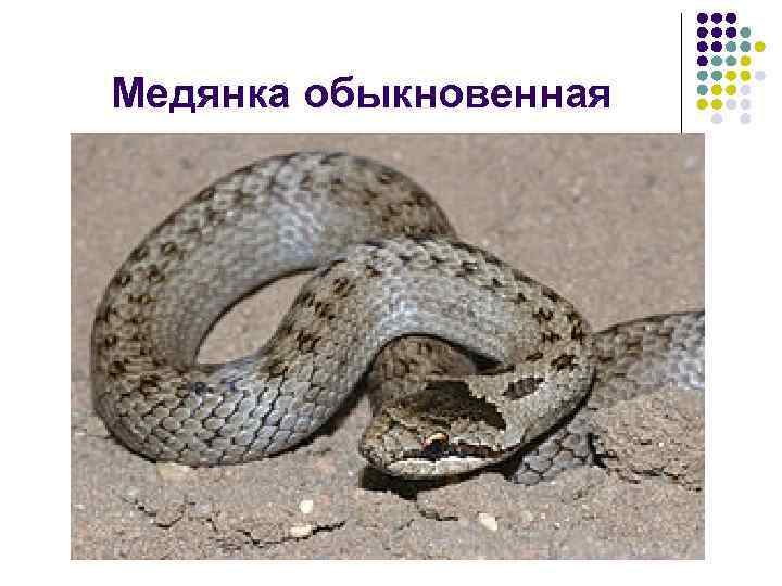 Медянка обыкновенная 