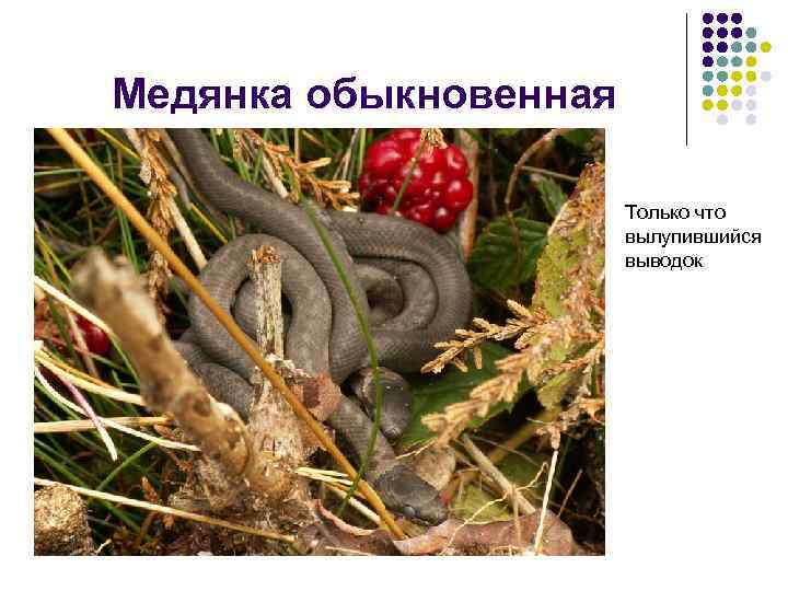 Медянка обыкновенная Только что вылупившийся выводок 