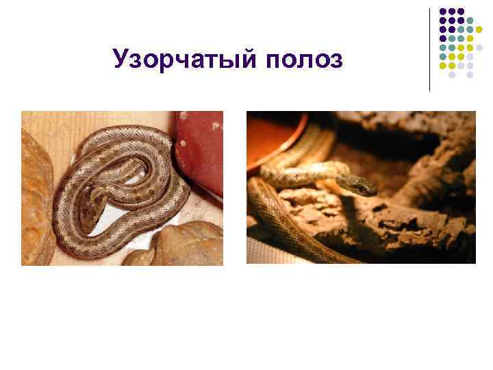 Узорчатый полоз 