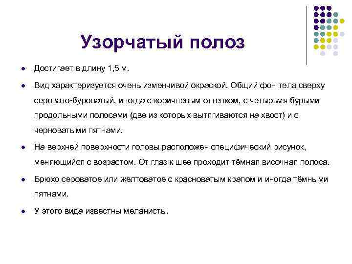 Узорчатый полоз l Достигает в длину 1, 5 м. l Вид характеризуется очень изменчивой