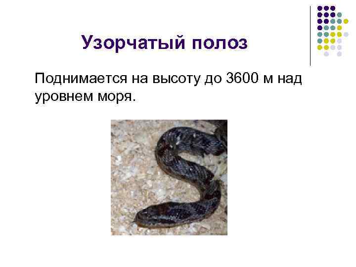 Узорчатый полоз Поднимается на высоту до 3600 м над уровнем моря. 