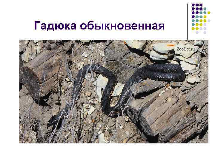 Гадюка обыкновенная 