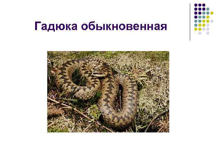 Гадюка обыкновенная 
