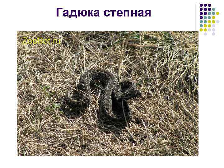 Гадюка степная 