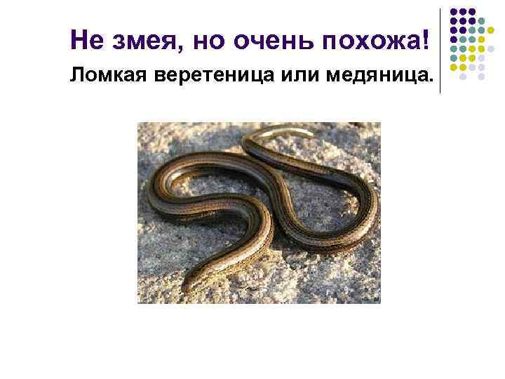 Не змея, но очень похожа! Ломкая веретеница или медяница. 