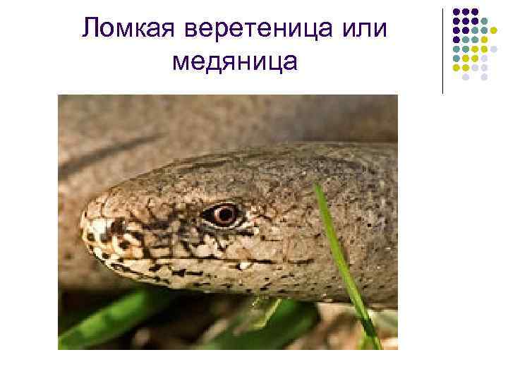 Ломкая веретеница или медяница 