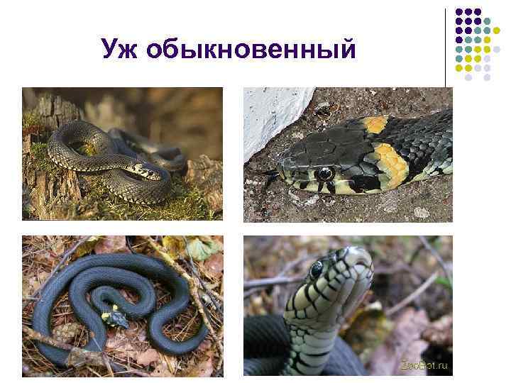 Уж обыкновенный 