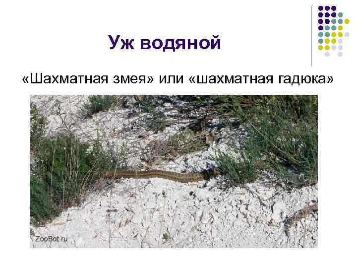 Уж водяной «Шахматная змея» или «шахматная гадюка» 