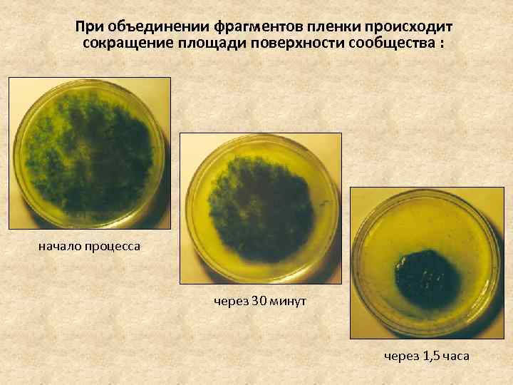 При объединении фрагментов пленки происходит сокращение площади поверхности сообщества : начало процесса через 30
