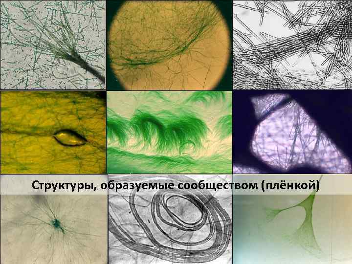 Структуры, образуемые сообществом (плёнкой) 