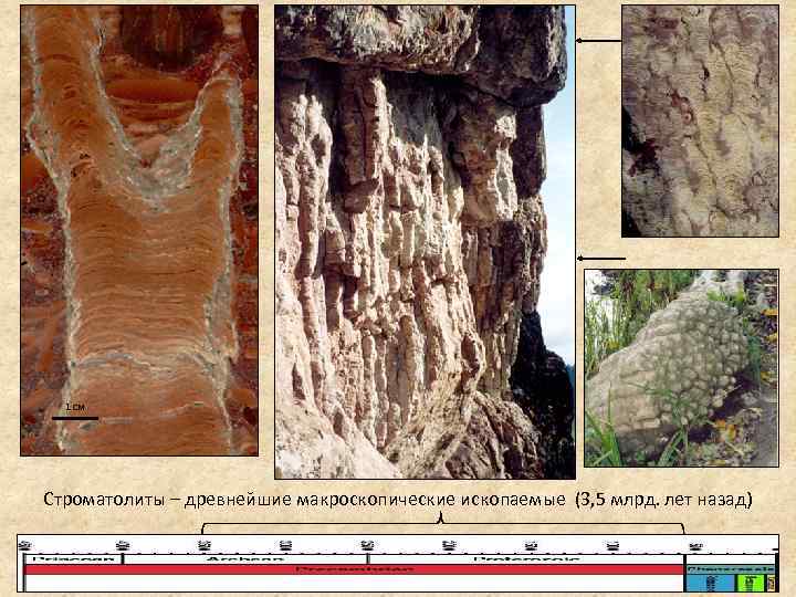 1 см Строматолиты – древнейшие макроскопические ископаемые (3, 5 млрд. лет назад) 