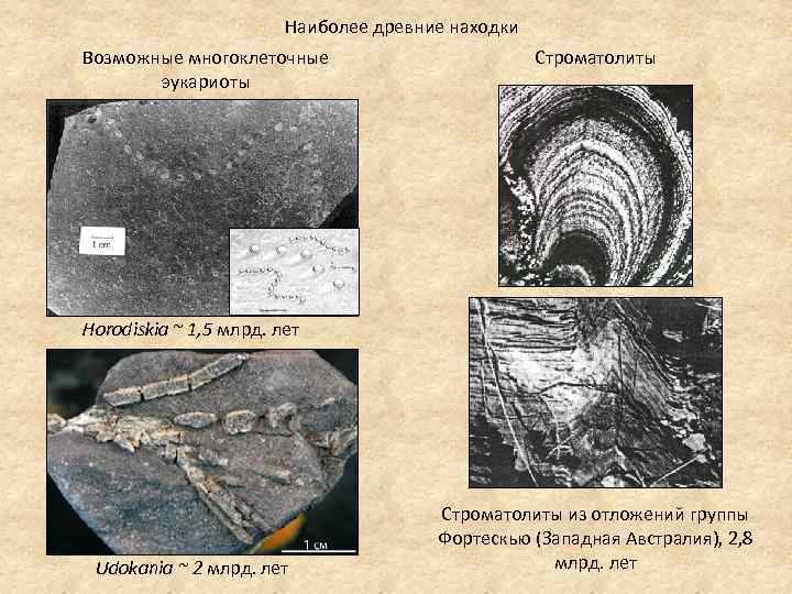 Наиболее древние находки Возможные многоклеточные эукариоты Строматолиты Horodiskia ~ 1, 5 млрд. лет Udokania