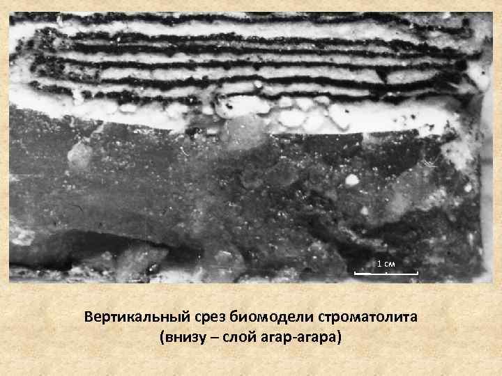 1 см Вертикальный срез биомодели строматолита (внизу – слой агар-агара) 