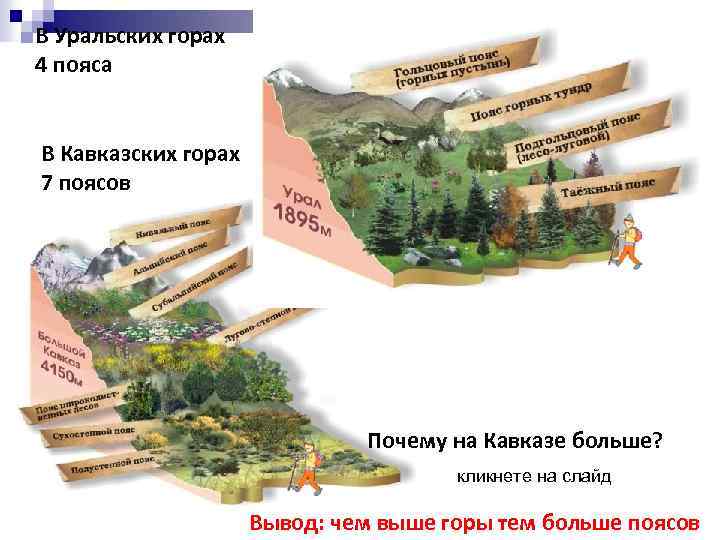 В Уральских горах 4 пояса В Кавказских горах 7 поясов Почему на Кавказе больше?