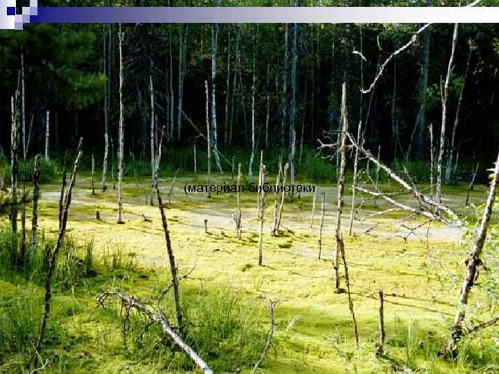 (материал библиотеки 