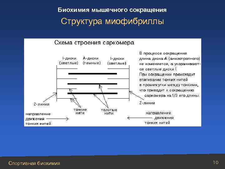 Биохимия мышечного сокращения Структура миофибриллы Спортивная биохимия 10 