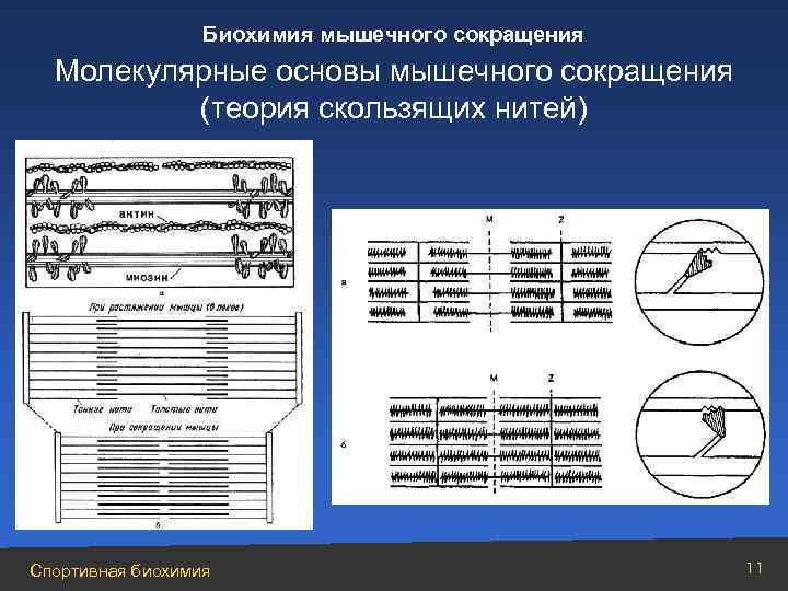 Биохимия мышечного сокращения Молекулярные основы мышечного сокращения (теория скользящих нитей) Спортивная биохимия 11 