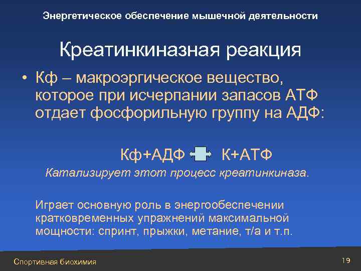 Энергетическое обеспечение мышечной деятельности Креатинкиназная реакция • Кф – макроэргическое вещество, которое при исчерпании