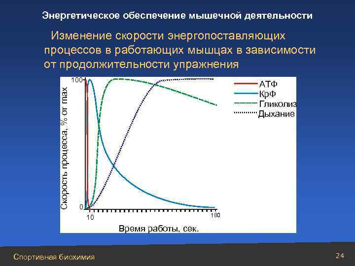 Энергетическое обеспечение мышечной деятельности Изменение скорости энергопоставляющих процессов в работающих мышцах в зависимости от