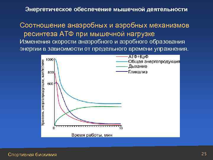 Энергетическое обеспечение мышечной деятельности Соотношение анаэробных и аэробных механизмов ресинтеза АТФ при мышечной нагрузке