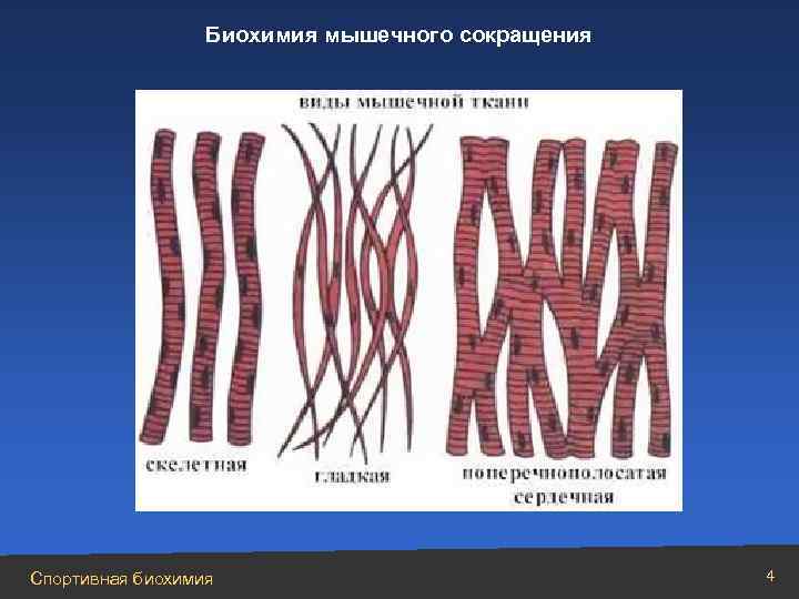 Биохимия мышечного сокращения Спортивная биохимия 4 