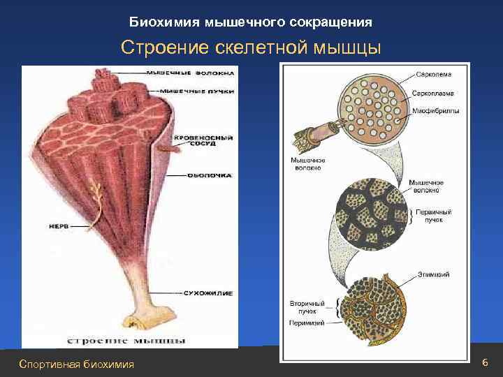 Биохимия мышечного сокращения Строение скелетной мышцы Спортивная биохимия 6 