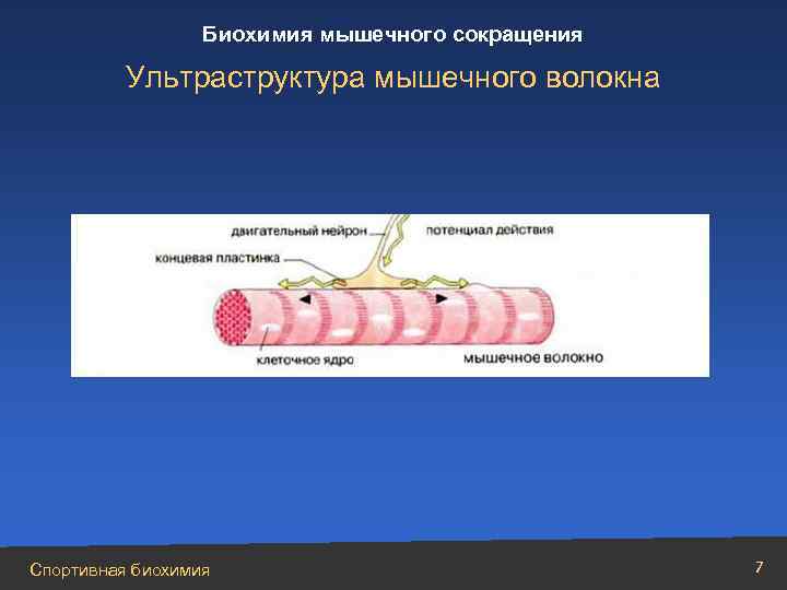 Биохимия мышечного сокращения Ультраструктура мышечного волокна Спортивная биохимия 7 