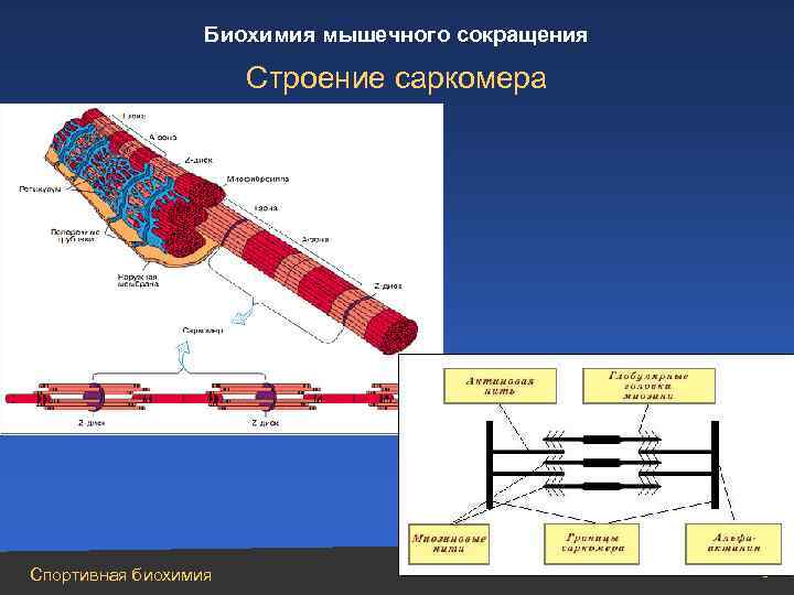 Биохимия мышечного сокращения Строение саркомера Спортивная биохимия 9 