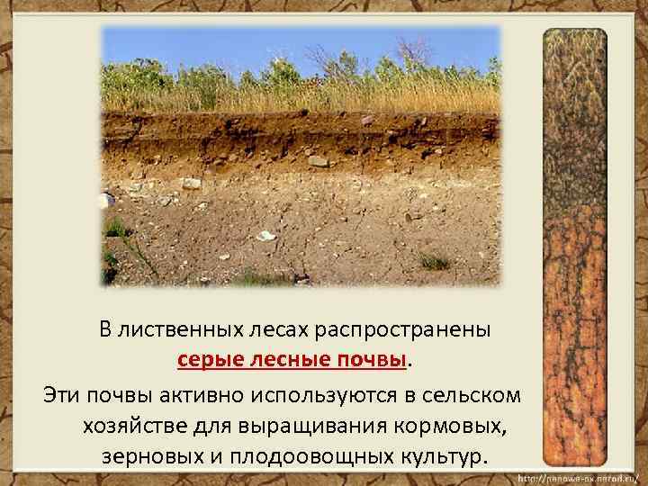 В лиственных лесах распространены серые лесные почвы. Эти почвы активно используются в сельском хозяйстве