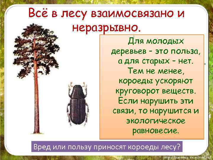 Всё в лесу взаимосвязано и неразрывно. Для молодых Здоровому молодому деревьев – это польза,