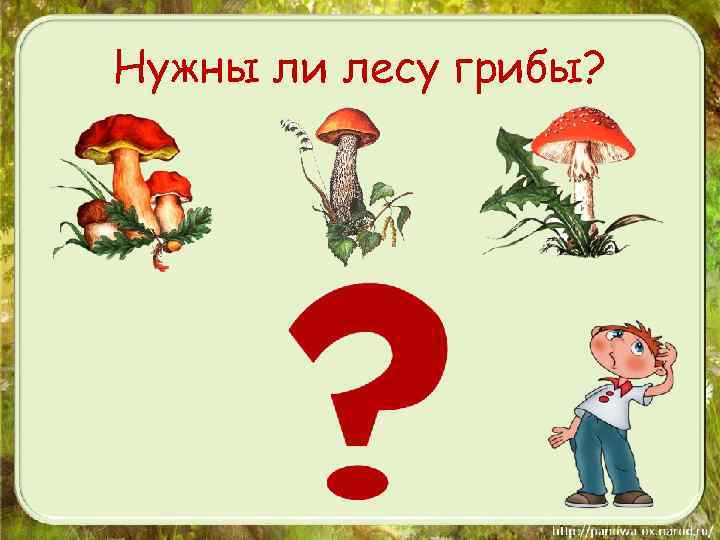 Нужны ли лесу грибы? 