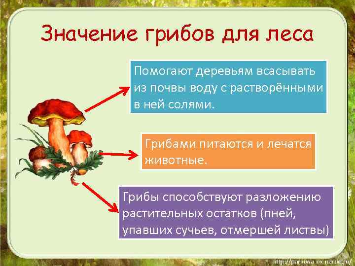 Значение грибов для леса Помогают деревьям всасывать из почвы воду с растворёнными в ней