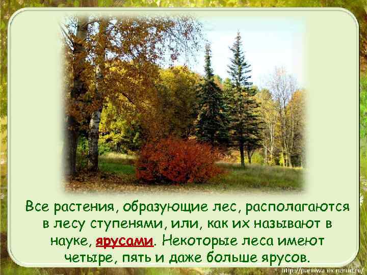 Все растения, образующие лес, располагаются в лесу ступенями, или, как их называют в науке,