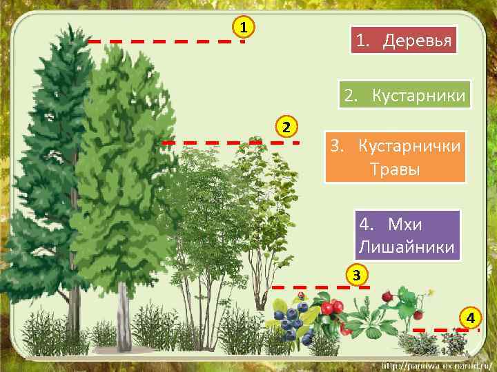 1 1. Деревья 2. Кустарники 2 3. Кустарнички Травы 4. Мхи Лишайники 3 4