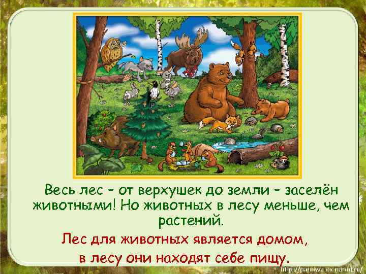 Весь лес – от верхушек до земли – заселён животными! Но животных в лесу