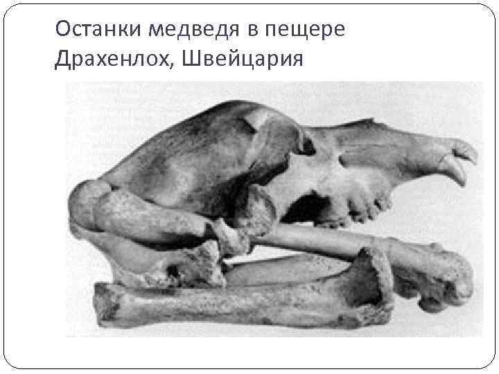 Останки медведя в пещере Драхенлох, Швейцария 