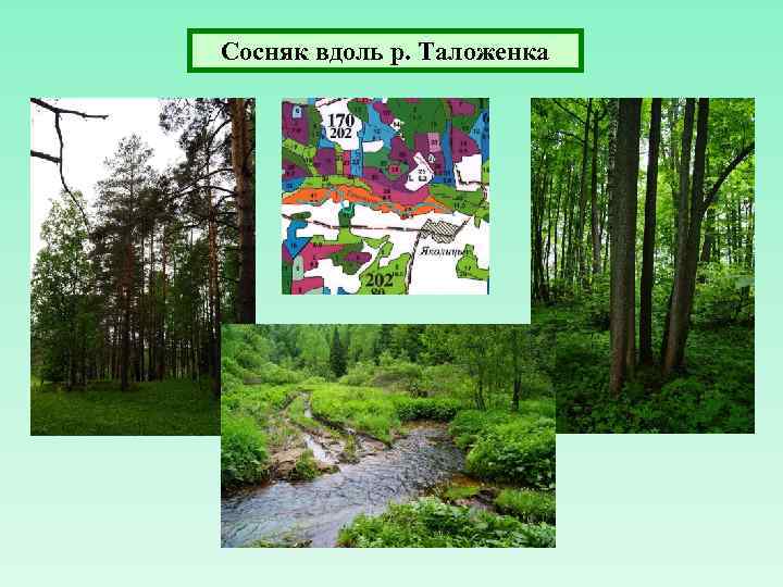 Сосняк вдоль р. Таложенка 