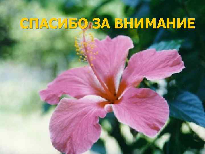 СПАСИБО ЗА ВНИМАНИЕ 