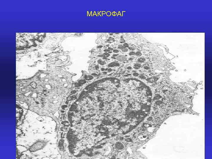 МАКРОФАГ 