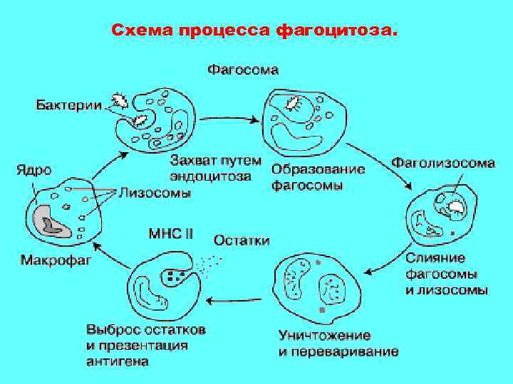 Схема процесса фагоцитоза. 
